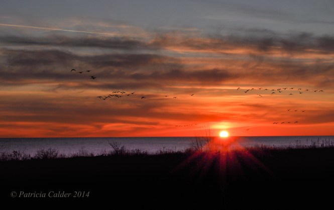 © PatriciaCalder 2014-2